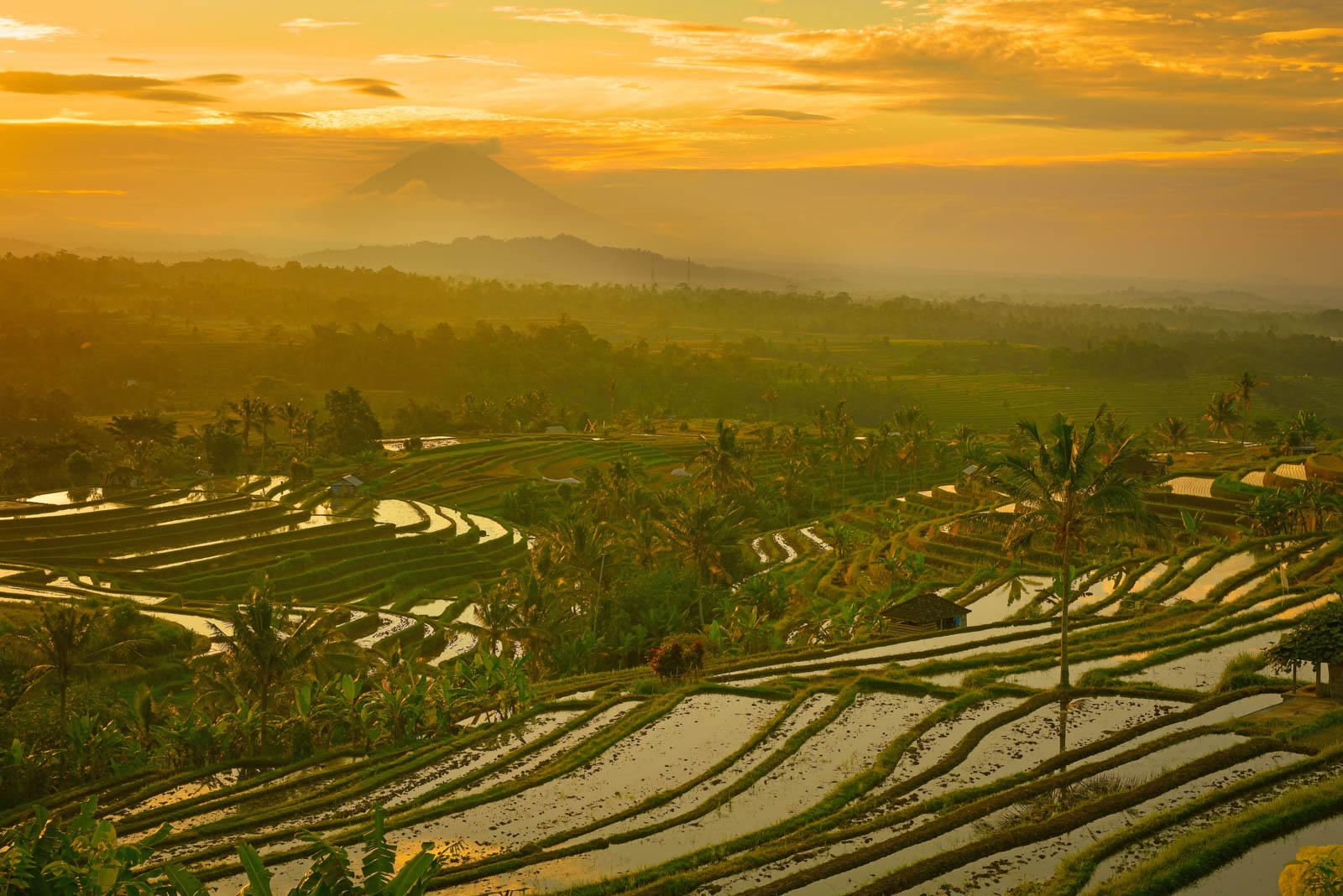 バリ島のライステラス